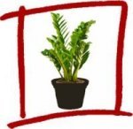 zanzibargem indoor house plant 1