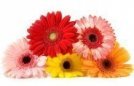 Gerberas 1 1 1