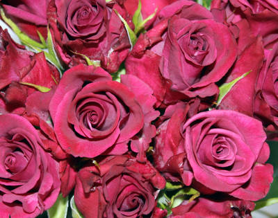 Daniel Ost Rose!�  Plant