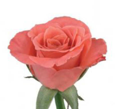 Gossip!�  rose plant