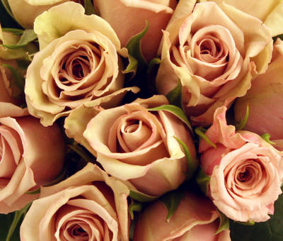 Something Special+ rose plant