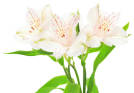 White Alstroemeria