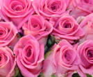 Aqua!® Rose Plant