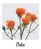 Orange Spray Rose