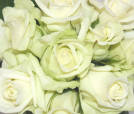 Bianca Rose Plant