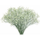 Blanca Diamond