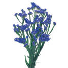 Cobalt Wings