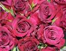 Daniel Ost Rose!® Plant