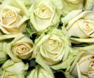 de la Creme Rose+ Plant
