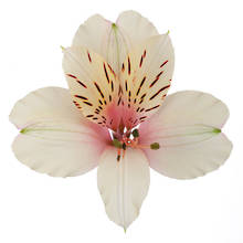 Dirty Dancing - Cream Alstroemeria