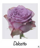 Dolcetto!