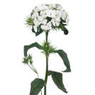 Breanthus