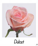 Dulcet