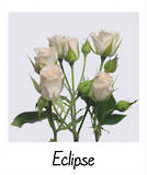 Eclipse Spray Rose