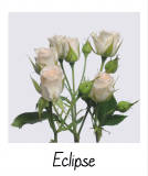 Eclipse Spray Rose