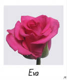 Assorted Pink Roses