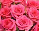 Eva rose plant
