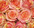 Fiesta+ Rose Plant