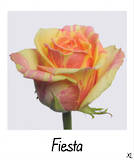 Fiesta+