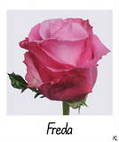 Freda