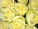 Fresh Moments!® rose plant