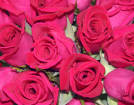Gem!® Rose Plant