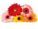 Standard Gerberas - Assorted