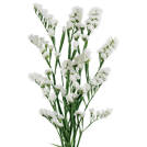 Glacier White