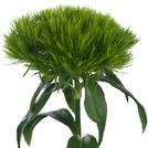 Green Wicky