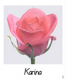 Karina!