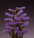 Lilac Sun Birds