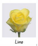 Lima+