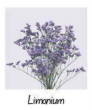 Limonium