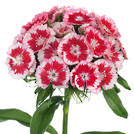 Lutien Breanthus (Hilbreluti)