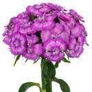 Melian Breanthus (Helbremeli)