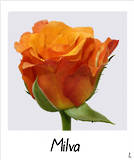 Milva