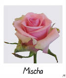 Mischa