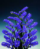 Mystic Blue Birds