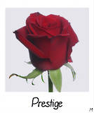 Prestige