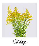 Solidago