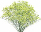 Spring Diamond