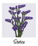 Statice