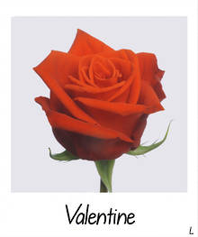 Valentine