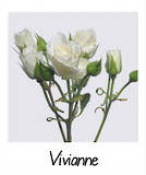 Vivianne! Spray Rose