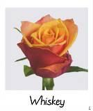 Whiskey