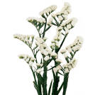 White Starlight Wings