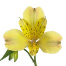 Yellow Crown