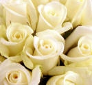 Akito Rose Plant