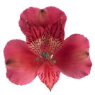 Antilla
