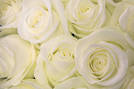 Avalanche+ Rose Plant